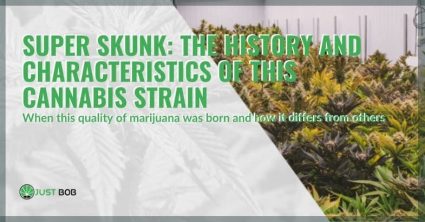 History and characteristics of cannabis Super Skunk