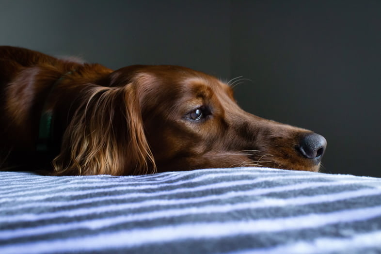 dog-is-sick Dog sick after ingesting hashish