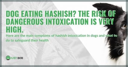 Risks for the dog eating hashish