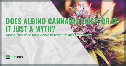 Does albino cannabis really exist?