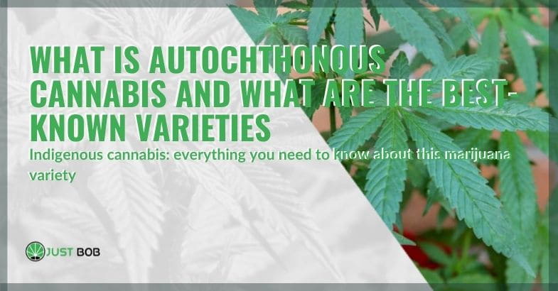 What is autochthonous cannabis?