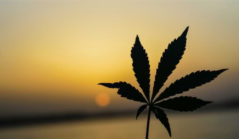 Cannabis plant leaf