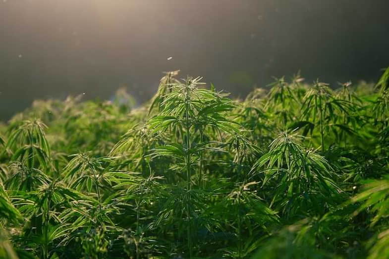 Cultivation of hybrid marijuana