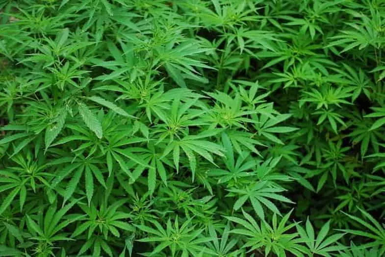 ermaphroditism ermaphroditism in cannabis