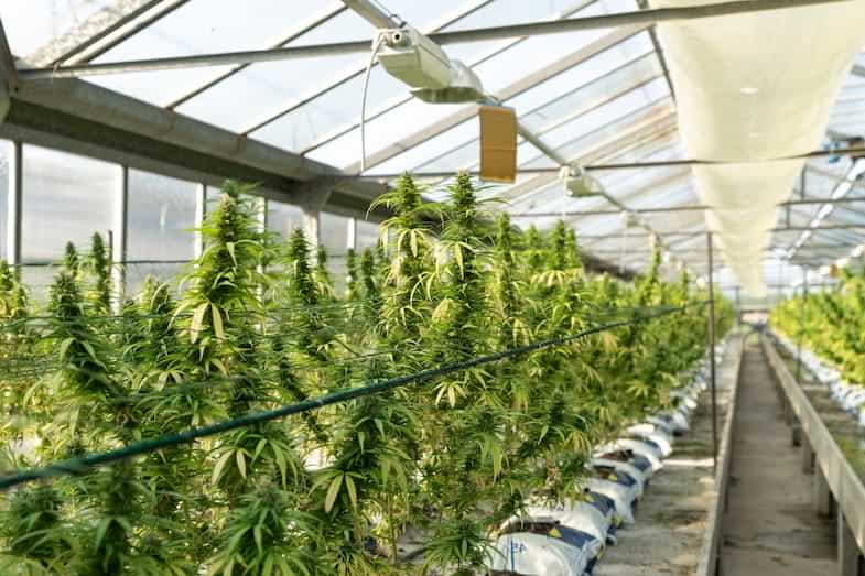 example of ScrOG cultivation