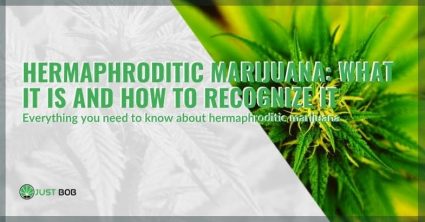 What is hermaphroditic marijuana and how to recognise it