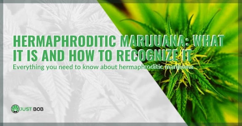 What is hermaphroditic marijuana and how to recognise it