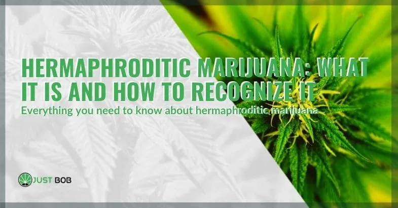 what-hermaphroditic-marijuana-is What is hermaphroditic marijuana and how to recognise it