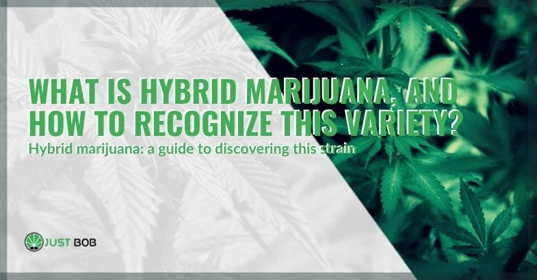 What is hybrid cannabis and how to recognise it?