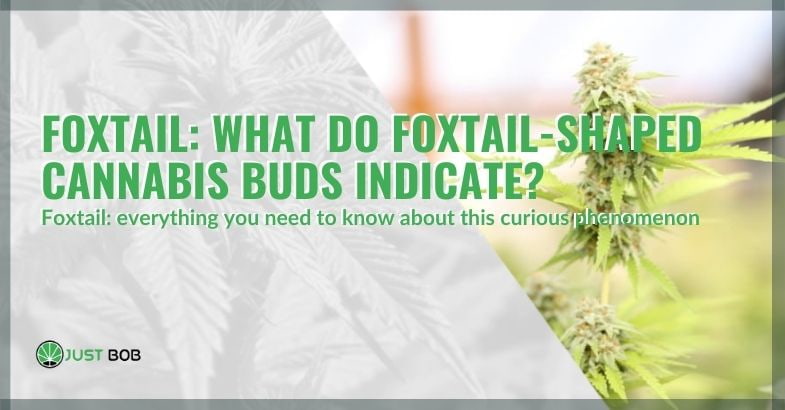 Foxtailing cannabis buds what they indicate
