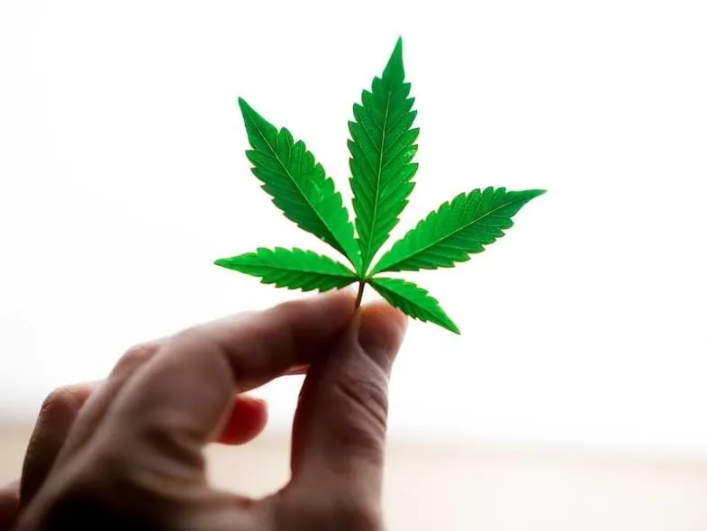 cannabis-thc-powder What is THC powder