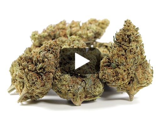 cbd-flower-gelato-cbd-boost