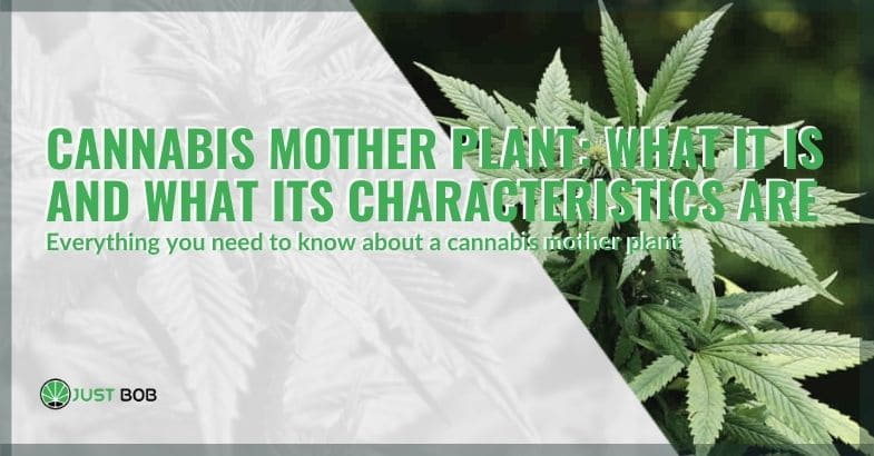 Characteristics of the cannabis mother plant