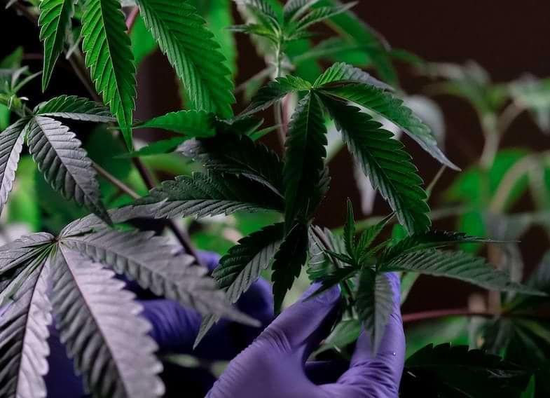 Choosing cannabis mother plant