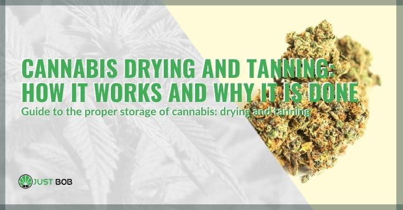 How cannabis tanning and drying works