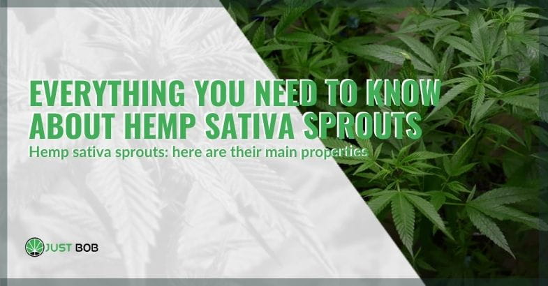 The properties of hemp sativa sprouts