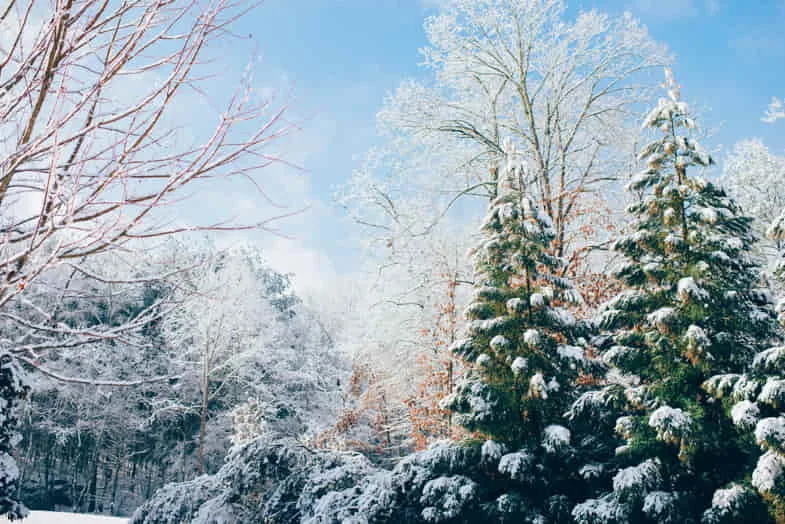 Excessive-cold-does-yellow-the-leaves Excessive cold turns the leaves yellow | Justbob