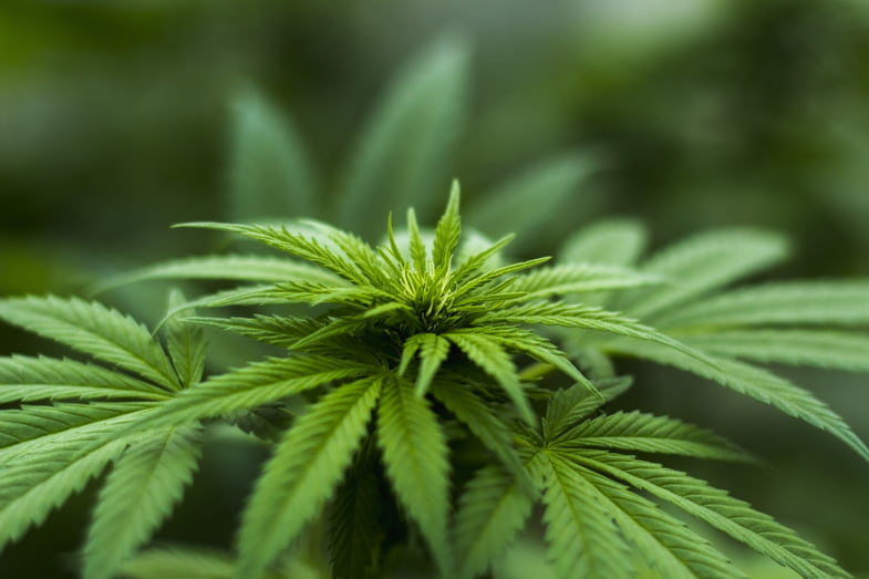 Cannabis plant | Justbob