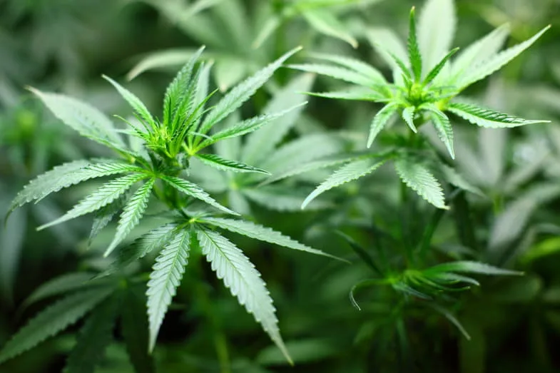 plant-cannabis-without-leaves-yellow Cannabis plant after intervention for yellow leaves | Justbob