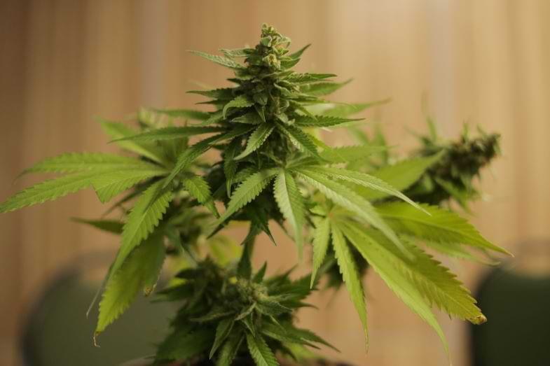 Cannabis plant | Justbob