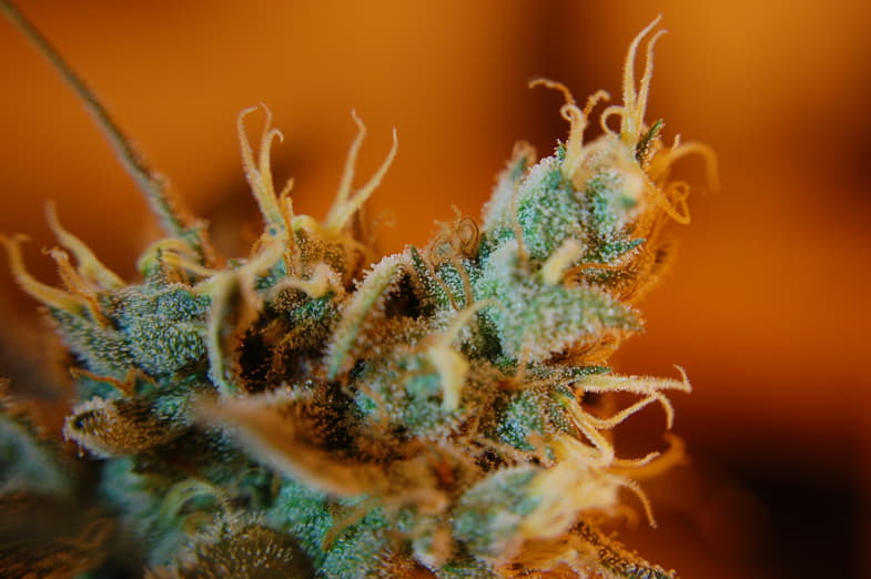 Opaque trichomes