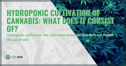 What is the hydroponic cultivation of cannabis?