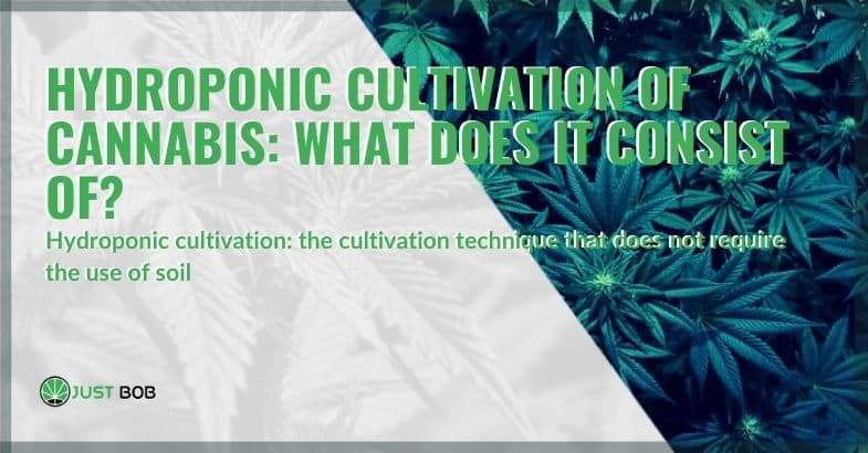 What is the hydroponic cultivation of cannabis?