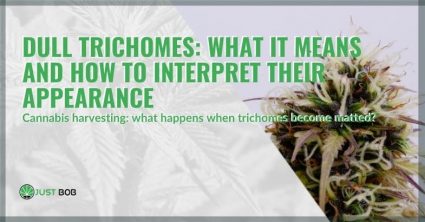 What does it mean if cannabis trichomes are opaque?