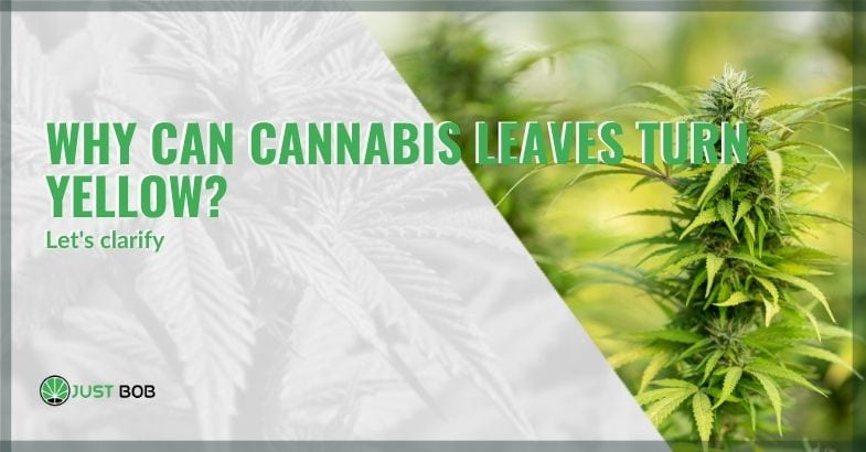 Why do cannabis leaves turn yellow | Justbob