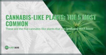 Here are 5 cannabis-like plants | Justbob