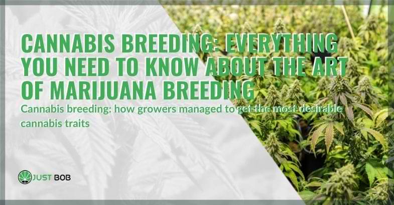All about cannabis breeding | Justbob