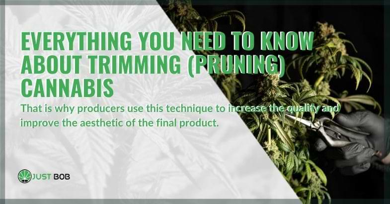 All about cannabis trimming | Justbob