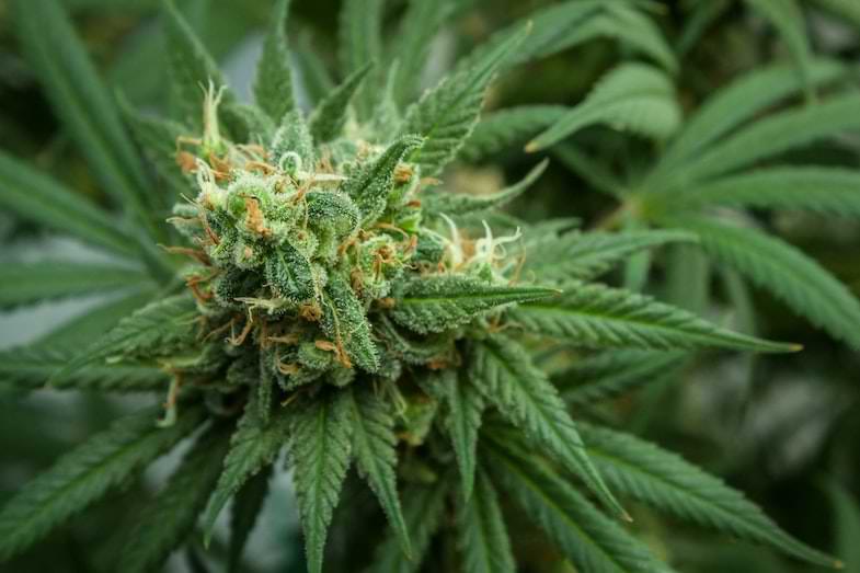Cannabis breeding | Justbob 