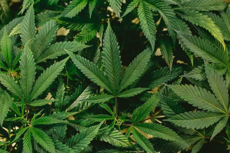 Cannabis breeding | Justbob 
