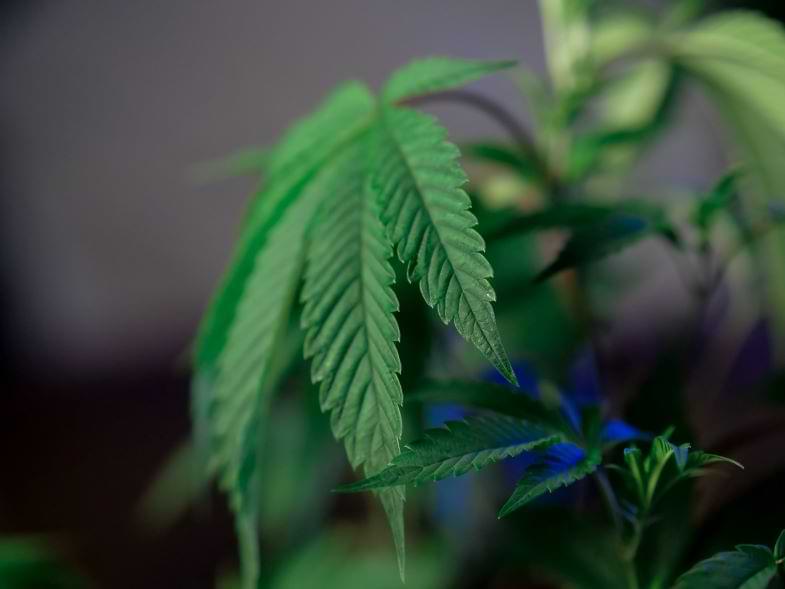 Cannabis concentrates | Justbob 