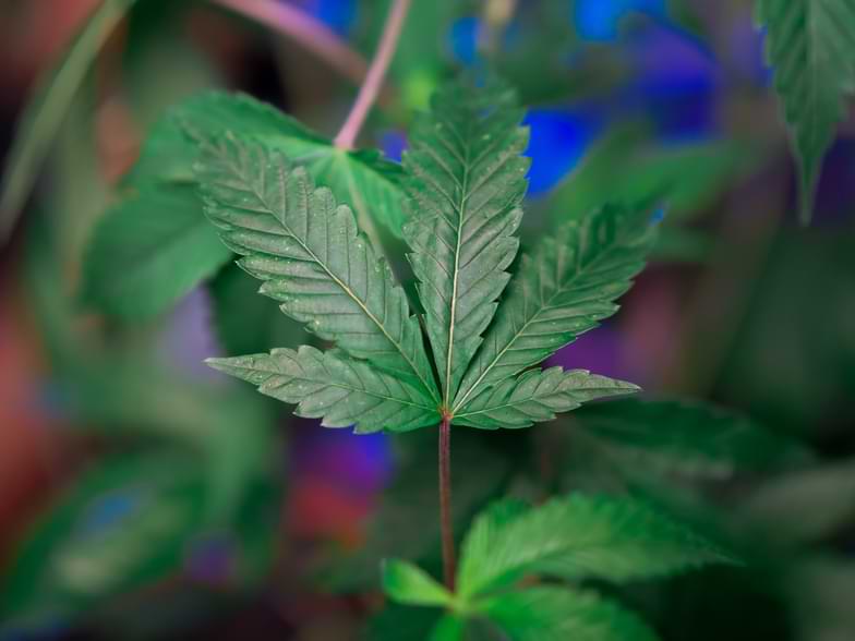 Cannabis-like plants | Justbob