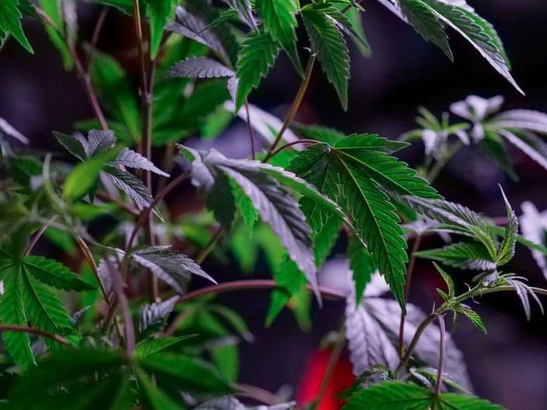 Cannabis lookalike plants | Justbob 