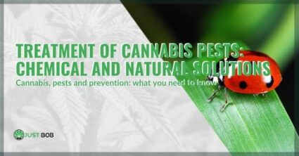 The treatment of cannabis pests | Justbob