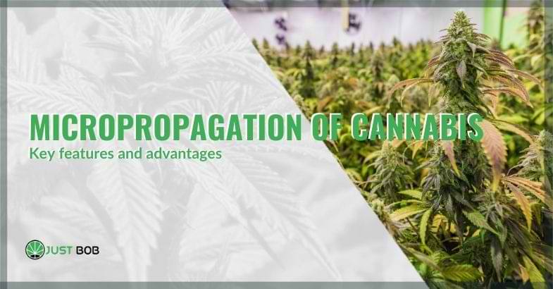 Characteristics and advantages of cannabis micropropagation | Justbob