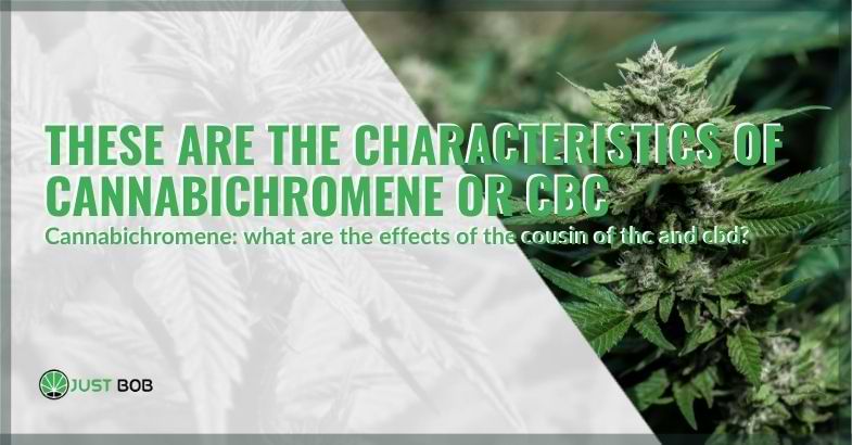 The characteristics of cannabichromene | Justbob