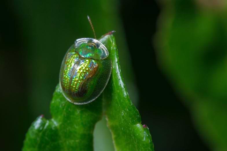 Cannabis pests | Justbob 