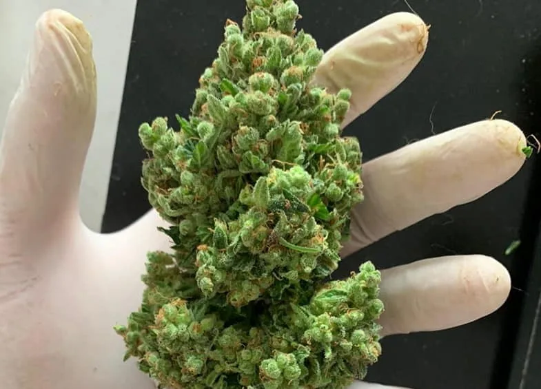 live-resin-made-from-fresh-flowers-of-the-plant Live resin is made from the fresh flowers of the plant | Justbob