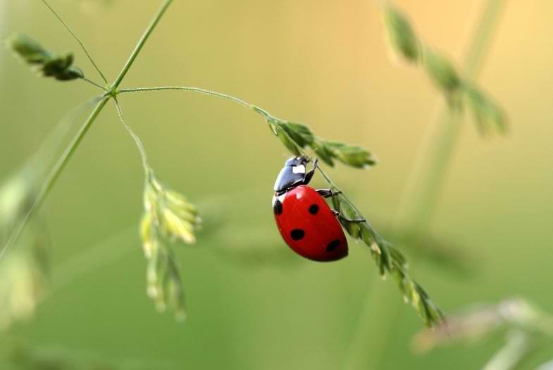 Cannabis pests | Justbob 