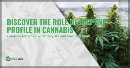 The role of the terpene profile of cannabis | Justbob