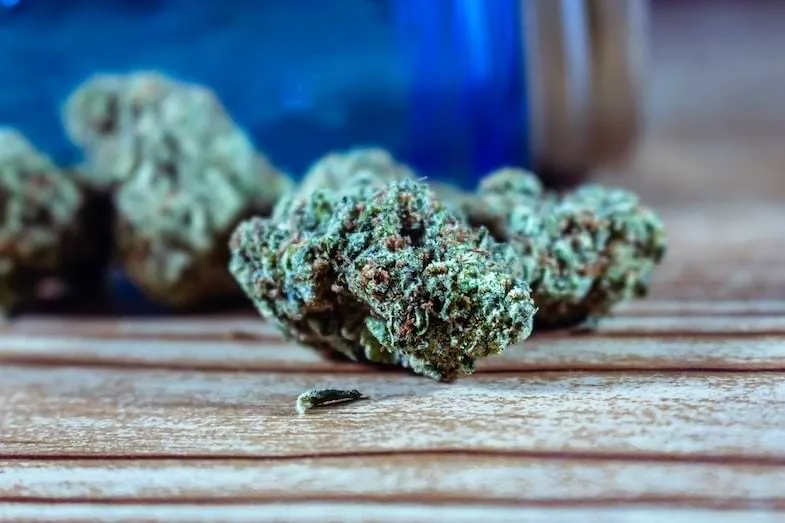 What is THCA | Justbob 