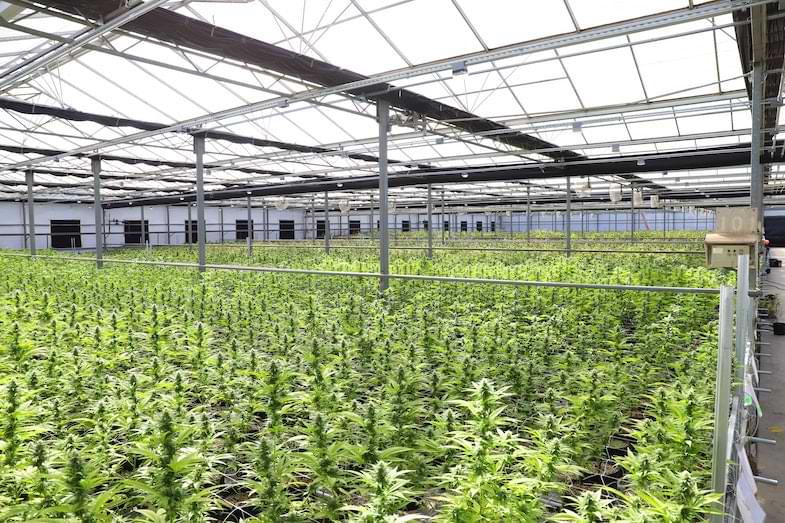 what does a male cannabis plant look like | Justbob
