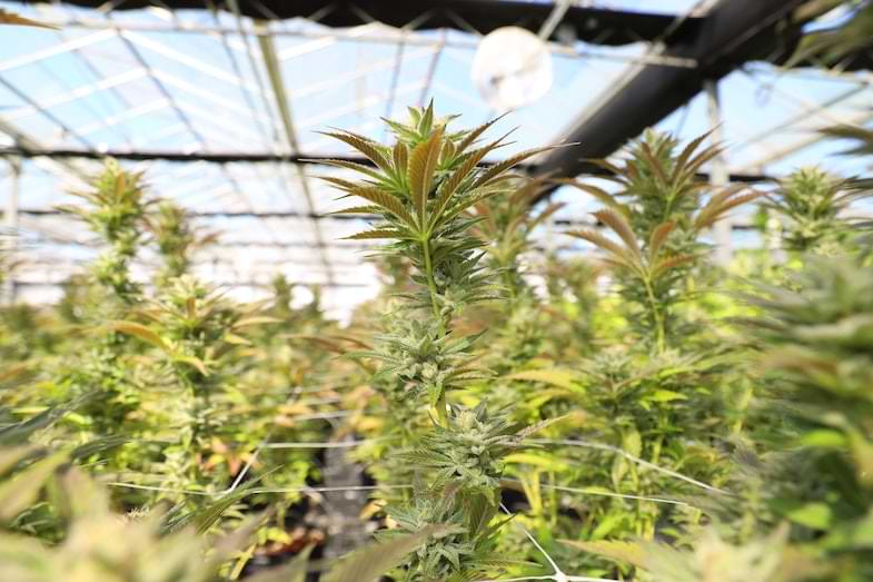 what does a male cannabis plant look like | Justbob