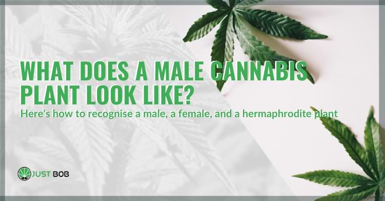 what does a male cannabis plant look like | Justbob