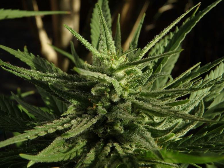 Weed at Amsterdam Cannabis Cup