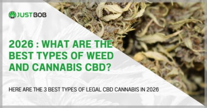 2024: what are the best types of weed and cannabis CBD?